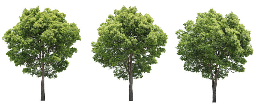 クスノキ3本セット樹木切り抜きセット透過PNG背景白