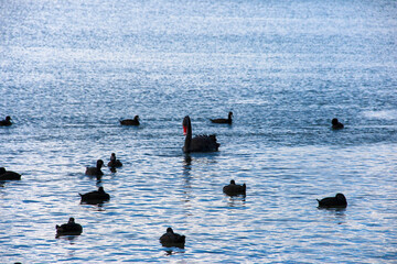 black swans on the lake