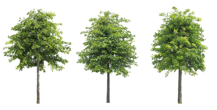 アカナラ3本セット樹木切り抜きセット透過PNG背景白