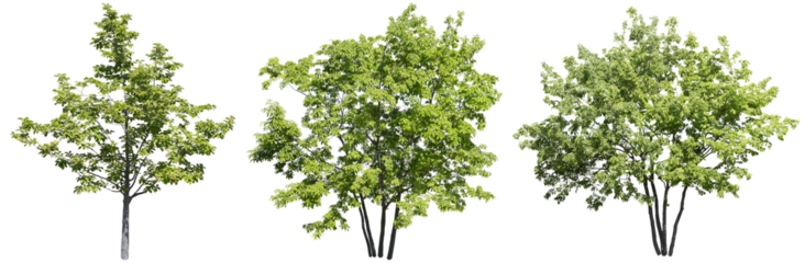 コブシ,コナラ鳥瞰樹木切り抜きセット透過PNG背景白