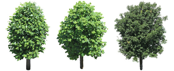 ユリノキ,シラカシ鳥瞰樹木切り抜きセット透過PNG背景白