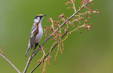 Chestnut-sided Warbler