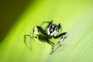 Cosmophasis is a genus of spiders in the family Salticidae. They are predominantly Southeast Asian, while some species occur in Africa and Australia. 