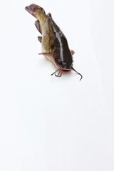 American brown catfish, fresh water fish, on white background, free space, top view, place for text, background