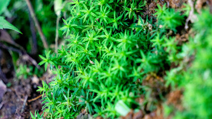 Timmia megapolitana (Indian feather moss, warrior moss). Many species of moss are used for medicinal purposes
