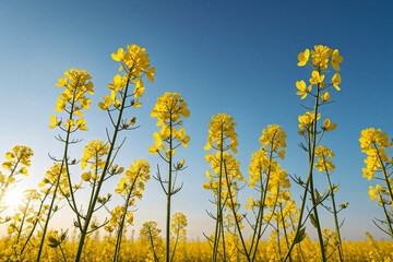 Obraz premium A close-up view of rapeseed flowers under the blue sky
