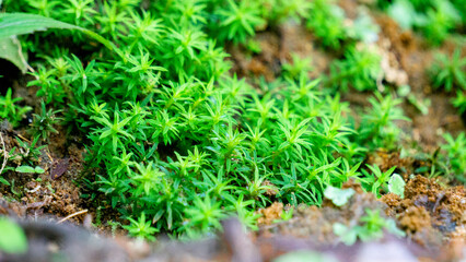 Timmia megapolitana (Indian feather moss, warrior moss). Many species of moss are used for medicinal purposes