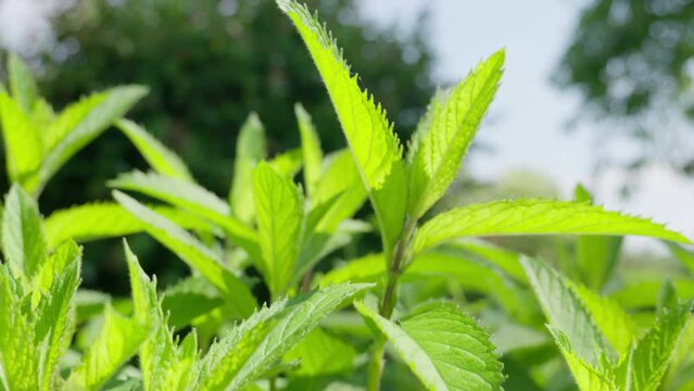 Fresh peppermint leaves swaying gently on a sunny day