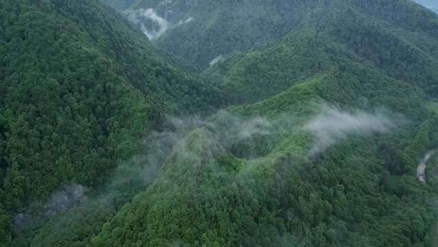 Dense Thicket Forests Over Mountain Ridge Near Lepsa, Vrancea County, Romania. Aerial Shot
