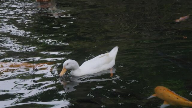A white duck glides swims next to a bright orange koi fish in the pond at Pura Gunung Kawi Sebatu Temple, Bali, Indonesia.