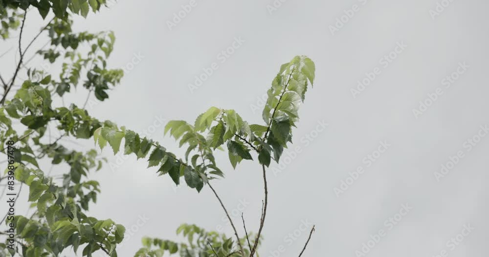 Poster raindrops drizzling over trees - static shot
