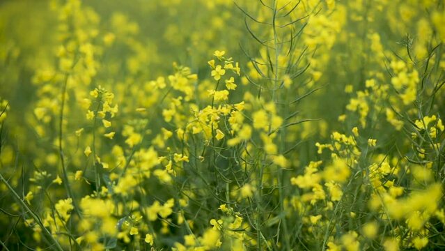 A field of rapeseed on a farm in Northern Ireland.