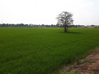 Lone Tree in Rice Paddy
