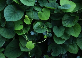 dense cluster of overlapping heart-shaped leaves in green hues. concepts: eco-friendly or gardening...