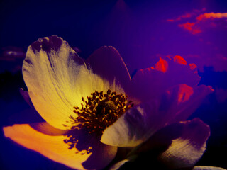 Ethereal fantasy spring or summer scene  with  fragile  flowers, fairy light. Art magic shining flares. Purple, pink  fairy night