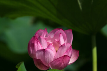 pink lotus flower