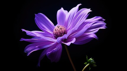 photograph single purple flower