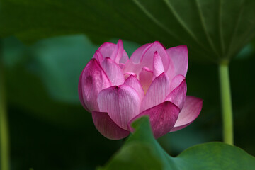 pink lotus flower