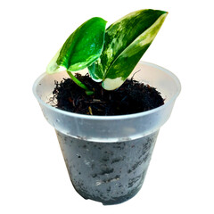 Aroid plants colection varigated