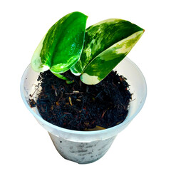 Aroid plants colection varigated