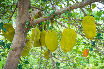 bunch of Jack fruits in tree. Green Tropical fruits in the tree.