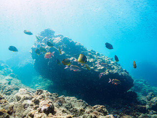 美しいホウライヒメジ（ヒメジ科）、チョウチョウウオ（チョウチョウウオ科）、キビナゴ（ニシン科）他の群れ。

日本国静岡県伊豆半島賀茂郡南伊豆町中木から渡し船で渡るヒリゾ浜にて。
2022年9月水中撮影。
Whitesaddle goatfish (Parupeneus ciliatus) Oriental ButterflyFish (Chaetodon aurites), Silver-Stri