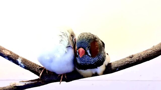 A pair of content Zebra Finches perched on a branch.