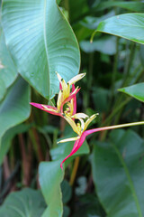 bird of paradise flowers