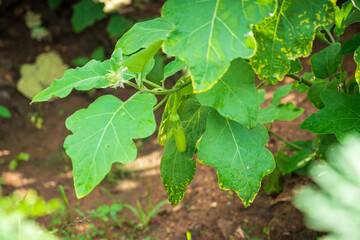 Obraz premium Long green eggplant agriculture in the garden. Egg plant vegetable cultivation background.