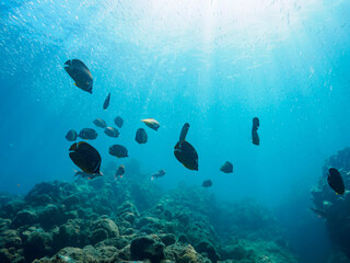 美しいホウライヒメジ（ヒメジ科）、チョウチョウウオ（チョウチョウウオ科）、キビナゴ（ニシン科）他の群れ。

日本国静岡県伊豆半島賀茂郡南伊豆町中木から渡し船で渡るヒリゾ浜にて。
2022年9月水中撮影。
Whitesaddle goatfish (Parupeneus ciliatus) Oriental ButterflyFish (Chaetodon aurites), Silver-Stri