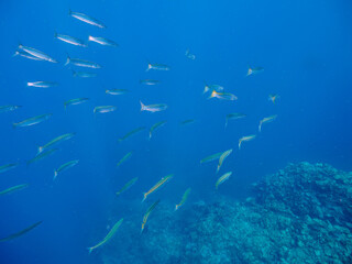 岩場に集まる、美しいタイワンカマス（カマス科）他の群れ。

日本国静岡県伊豆半島賀茂郡南伊豆町中木から渡し船で渡るヒリゾ浜にて。
2022年9月水中撮影。

Beautiful a school of Yellowtail barracuda (Sphyraena obtusata) and others gather on a rocky beach.
