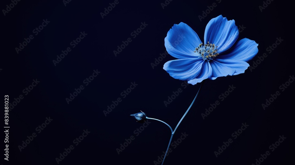 Canvas Prints photograph blue blackground