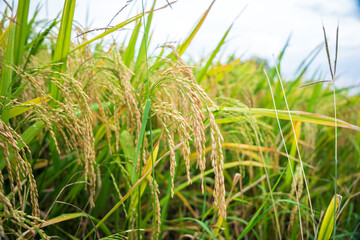 Rice spike in rice field