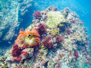 美しいイソギンチャク畑の可愛いクマノミ（クマノミ亜科）の一家とミツボシクロスズメダイ（スズメダイ科）他の群れ。

日本国静岡県伊豆半島賀茂郡南伊豆町中木から渡し船で渡るヒリゾ浜にて。
2022年9月水中撮影。
Yellowtail clownfish (Amphiprion clarkii) and Threespot dascyllus (Dascyllus trimaculatus) and 