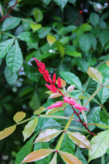 flowers in the forest