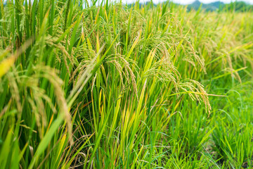 Rice spike in rice field