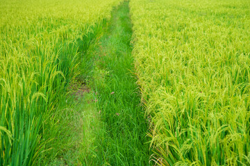 Green rice paddy field plantation in Asia