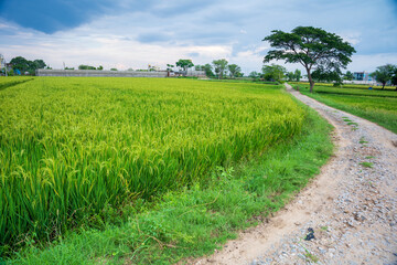 Green rice paddy field plantation in Asia