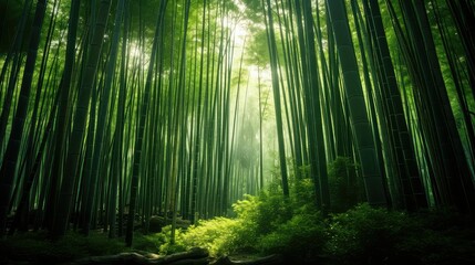 forest chinese bamboo trees