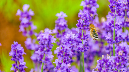 ラベンダーの花粉を集めるミツバチ