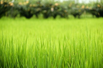 Sanxing in Yilan lures many tourists with its scenic agriculture and natural beauty. Its favorable climate supports thriving rice fields and charming fruit tree cultivation.