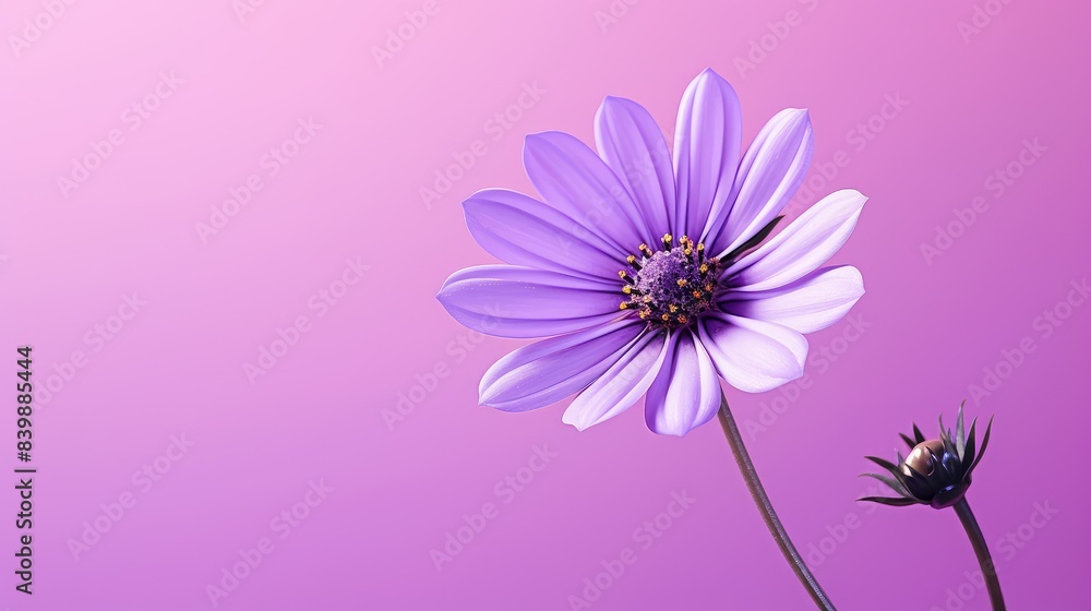 Wall mural lavender flower purple background