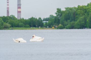 Two Graceful white Swans swimming in the lake, swans in the wild