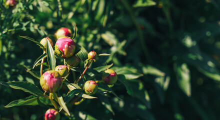 Obraz premium Non dissolved buds of purple peonies.