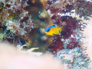 美しいミヤコキセンスズメダイ（スズメダイ科）の幼魚。

日本国静岡県伊豆半島賀茂郡南伊豆町中木から渡し船で渡るヒリゾ浜にて。
2022年9月水中撮影。

A beautiful juvenile of the Surge Damselfish (Chrysiptera leucopoma).
