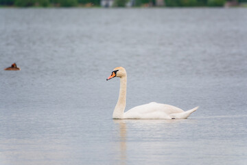 Graceful white Swan swimming in the lake, swans in the wild. Portrait of a white swan swimming on a lake.