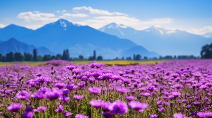 Fototapeta premium field purple flower background