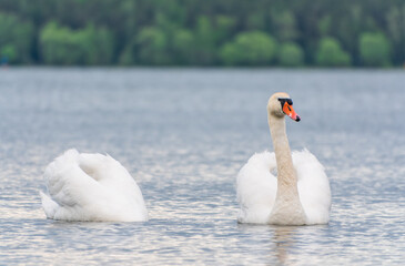 Obraz premium Mating games of a pair of white swans. Swans swimming on the water in nature. Valentine's Day background