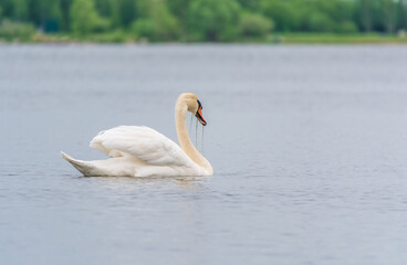 Graceful white Swan swimming in the lake, swans in the wild. Portrait of a white swan swimming on a lake.