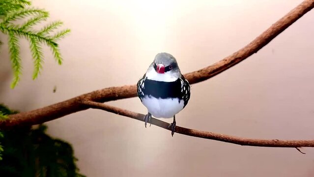 Finches, or Diamond Sparrows, poised on a branch.